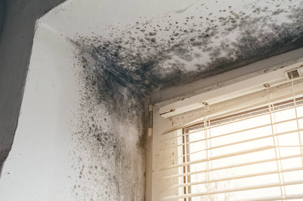 Affordable Mold Remediation solutions in Dendron, VA