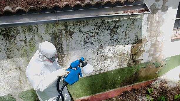 Top rated local Mold Remediation specialists in Dendron, VA